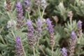 Lavendula dentata or French lavender in bloom Royalty Free Stock Photo