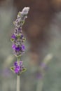 Lavendula dentata or French lavender in bloom. Selective focus Royalty Free Stock Photo