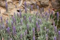 Lavendula dentata or French lavender blooming