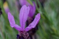 Lavendula Stoeches Petals