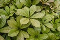 Laves of Rodgersia aesculifolia plant