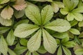 Laves of Rodgersia aesculifolia plant