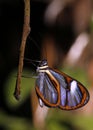 Lavinia Clearwing Butterfly