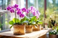 Lavish lilac blooms of the tropical phalaenopsis orchid enrich the indoor setting