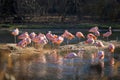 Lavishly beautiful pink flamingos enjoying an afternoon bath in their favorite lake