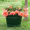 Lavishly flowering coral color begonia Royalty Free Stock Photo