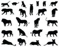 Black silhouettes of lions