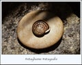 A law-abiding snail in quarantine -  stayhome  staysafe Royalty Free Stock Photo