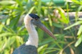 the lawe stork Royalty Free Stock Photo