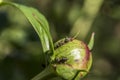 Lawn ant Tetramorium caespitum Royalty Free Stock Photo