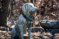 Side view of Lawn Art Dog stands guard in Westford Massachusetts Middlesex County