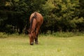 On the lawn in autumn the horse grazes in the autumn park