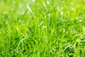 Lawn background. fresh green grass in garden. vividly bright green carpet outdoor. decorative plant for landscaping