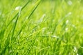 Lawn background. fresh green grass in garden. vividly bright green carpet outdoor. decorative plant for landscaping, playing, par