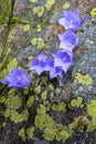 Lawn Bellflower Campanula cespitosa Summer meadow in Hemsedal, Norway Royalty Free Stock Photo