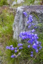 Lawn Bellflower Campanula cespitosa Summer meadow in Norway Royalty Free Stock Photo