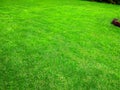 Lawn-Beutiful-green-grass