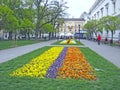 Lawn with blooming pansies of three colors yellow purple and orange