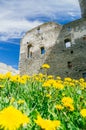 Lawn with blossom dandelions against medieval castle