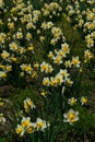 Lawn with blossoming cultivated Wild Daffodil flowers, also called Narcissus Pseudonarcissus Royalty Free Stock Photo