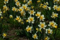 Lawn with blossoming cultivated Wild Daffodil flowers, also called Narcissus Pseudonarcissus Royalty Free Stock Photo