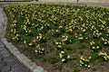 Lawn with blossoming cultivated Wild Daffodil flowers, also called Narcissus Pseudonarcissus Royalty Free Stock Photo