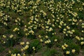 Lawn with blossoming cultivated Wild Daffodil flowers, also called Narcissus Pseudonarcissus Royalty Free Stock Photo