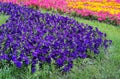 Lawn with bright petunia