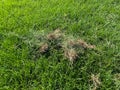 Lawn care - removal of dry grass.Green grass and dry grass