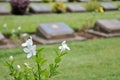 Lawn In A Cemetery With Headstones