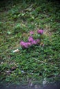 Lawn with clover flowers and a cigarette butt next to them seen up close Royalty Free Stock Photo