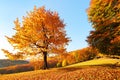 On the lawn covered with leaves at the high mountains there is a lonely nice lush strong tree. Beautiful autumn sunny day.