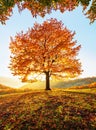 On the lawn covered with leaves at the high mountains there is a lonely nice lush strong tree. Majestic autumn sunny day. Royalty Free Stock Photo