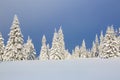 On the lawn covered with snow the nice trees are standing poured with snowflakes in frosty winter day. Christmas forest