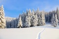 On the lawn covered with white snow there is a trampled path that lead to the dense forest. Royalty Free Stock Photo