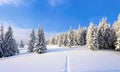 On the lawn covered with white snow there is a trampled path that lead to the dense forest. Royalty Free Stock Photo