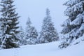 On the lawn covered with white snow there is a trampled path that lead to the dense forest in nice winter day. Royalty Free Stock Photo