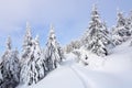 On the lawn covered with white snow there is a trampled path that lead to the dense forest in nice winter day. Royalty Free Stock Photo