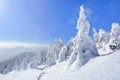 On the lawn covered with white snow there is a trampled path that lead to the dense forest in nice winter day. Royalty Free Stock Photo