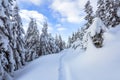 On the lawn covered with white snow there is a trampled path that lead to the dense forest in nice winter day. Royalty Free Stock Photo