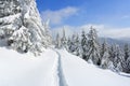 On the lawn covered with white snow there is a trampled path that lead to the dense forest in nice winter day. Royalty Free Stock Photo