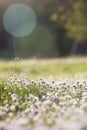 Lawn with daisies