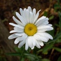 Lawn Daisy -- Bellis Perennis