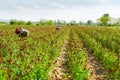 Women picking flowers on field. Woman with sweetwilliam flowers - pinks - on farmland, Germany. Farm workers on field.