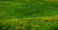 Lawn with dandelions