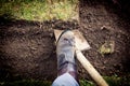 Lawn digging Royalty Free Stock Photo