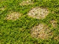 Lawn disease called Microdochium nivale or fusarium patch sod