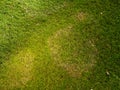 Lawn disease on golf course