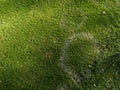 Lawn disease on golf course caused by fungus fusarium blight