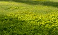 Lawn with ferns growing through in the morning light. Royalty Free Stock Photo